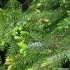 Picea omorika -- Serbische Fichte